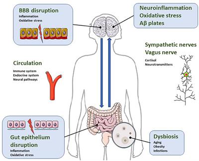 The Gut Microbiota-Brain Axis: A New Frontier on Neuropsychiatric Disorders